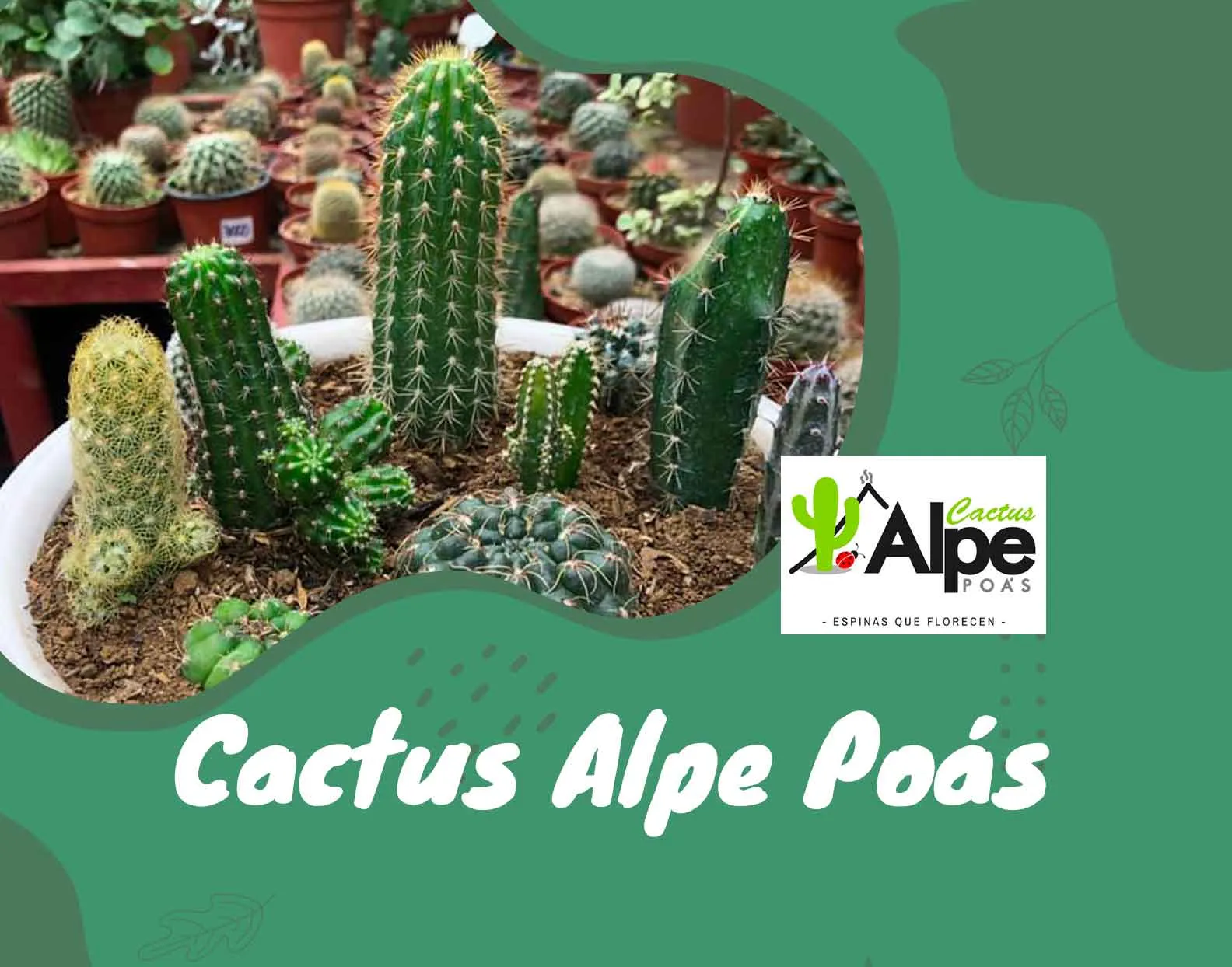 Cactus ALPE, Poás en San Pedro, Poás